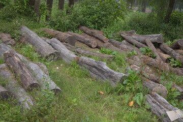 Pile of Cut Logs in a Grassy Area