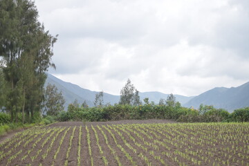 A serene view of a cultivated field with mountains in the distance under a cloudy sky.
