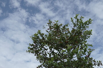 A vibrant tree against a backdrop of fluffy white clouds in a clear blue sky.