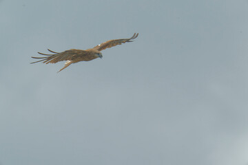 A black kite is flying overhead and watching you