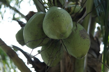 Close-up of a Coconut Tree Bearing Fresh Coconuts