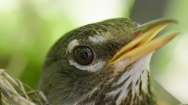 Extreme close-up of an American Robin (Turdus migratorius) sitting in its nest, panting in the heat, incubating its eggs on a grapevine. The scene evokes a sense of spring and new beginnings.