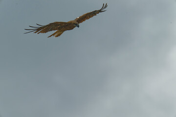 A black kite is flying overhead and watching you
