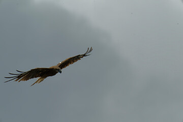 A black kite is flying overhead and watching you