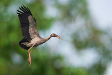 Asian Openbill Stork Flying in sky.