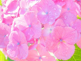 梅雨から初夏の公園や花壇を彩るアジサイのある風景。繊細で美しい装飾花に雨上がりの水滴がついた瑞々しい様子のクローズアップ。