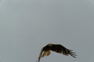 Bird of Prey Gliding in the Sky