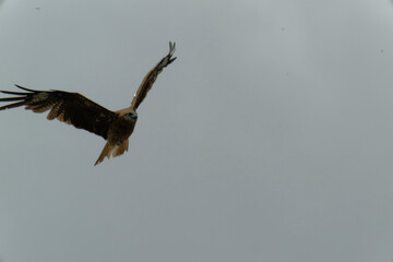 Bird of Prey Gliding in the Sky