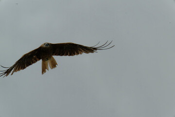 Bird of Prey Gliding in the Sky