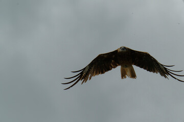 Bird of Prey Gliding in the Sky