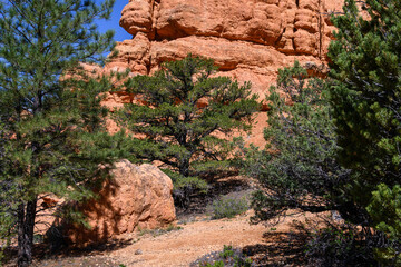 Trail through ponderosa pine forest leading to orange rock hoodoo in the Red Canyon recreation area in the Dixie National Forest, Utah
