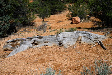 Weathered old log on the orange clay ground in the ponderosa pine forest in the Red Canyon recreation area in the Dixie National Forest, Utah
