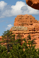 Orange rock hoodoo against a sunny blue sky with puffy white clouds and ponderosa pine trees in the Red Canyon recreation area in the Dixie National Forest, Utah
