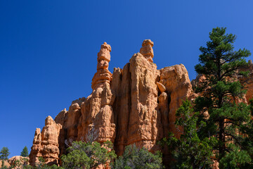 Orange rock hoodoo against a sunny blue sky and ponderosa pine trees in the Red Canyon recreation area in the Dixie National Forest, Utah

