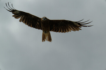 Bird of Prey Gliding in the Sky