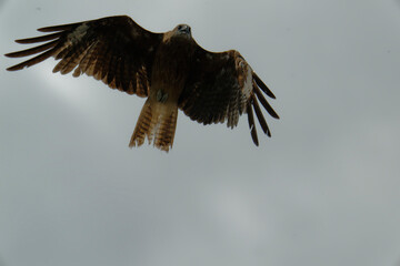 Bird of Prey Gliding in the Sky