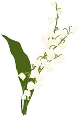 은방울꽃 손그림 일러스트 (lily of the valley)