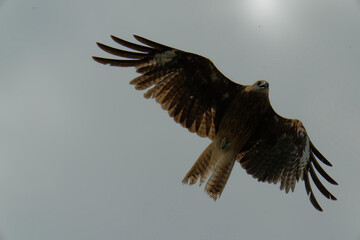 Bird of Prey Gliding in the Sky