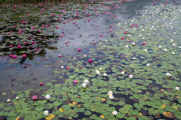 湖面に咲く睡蓮の花　木崎湖　長野県大町市
