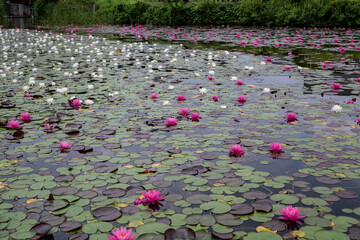 湖面に咲く睡蓮の花　木崎湖　長野県大町市