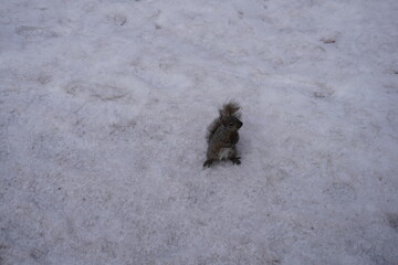 Squirrel in a park on a winter day