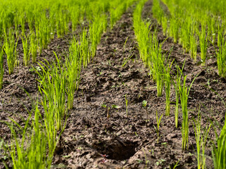 Umphang rice fields, tadpoles in the rice fields, green rice fields, Umphang, Tak, Thailand