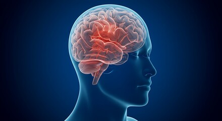 Fototapeta premium Human Brain Anatomy Side View - Red Highlight