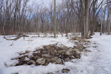 Pile of rocks in a forest