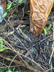 The leaves are blackened by rain and have debris mixed in with the leaves.