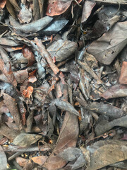 The leaves are blackened by rain and have debris mixed in with the leaves.