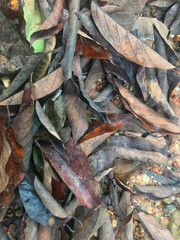 The leaves are blackened by rain and have debris mixed in with the leaves.