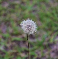 Fototapeta premium Dandelion seed head