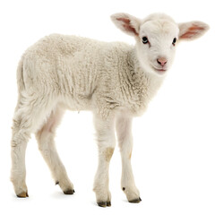 Fototapeta premium A fluffy white lamb standing on a white background looking directly at the camera with perky ears up