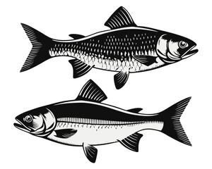 Fototapeta premium Comprehensive collection of north american freshwater aquatic life species illustrations showcasing diverse fauna found across the united states