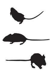 Rat Silhouettes Set, Isolated on White Background
