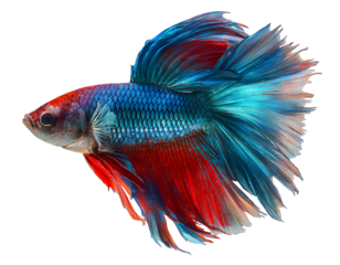  Beautiful blue and red fish transparent background PNG