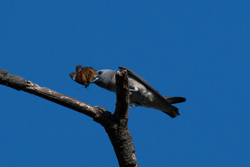 A striking wildlife moment showing a bird perched on a tree branch with a butterfly caught in its beak, set against a vibrant blue sky.