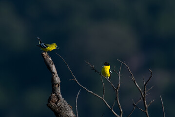 A captivating image of two vibrant, small Marshalls iora perched on a separate bare tree branches, facing each other against a soft focus forest background.