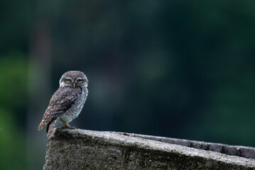 A adorable spotted owlet perch closely on a cement floor and watching, the background is blurred with lush green and sky blue.