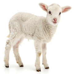 Fototapeta premium A fluffy white lamb standing on a white surface looking forward with its ears perked up and alertly