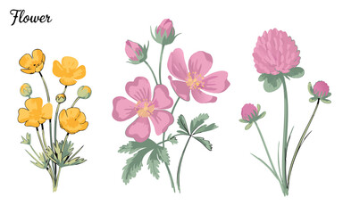 Three Flower Illustrations Yellow Buttercups, Pink Cinquefoil Flowers, and a Pink Clover Plant