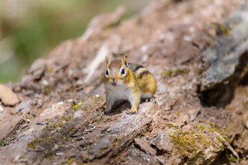 A Chipmunk at Kensington Metropark, near Milford, Michigan.