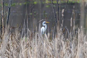 A Great White Egret in a Marsh at Kensington Metropark, near Milford, Michigan.
