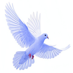 Fototapeta premium A light blue dove with wings spread wide in flight against a plain white background, isolated view