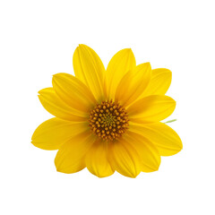 Obraz premium yellow flower isolated on white background