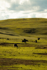 Free roaming yaks under blue sky