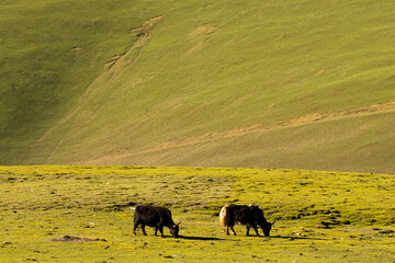 Free roaming yaks under blue sky