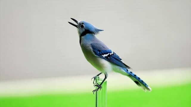 A blue jay perched on a clear glass surface against a blurred background outdoors in daylight green screen bird video