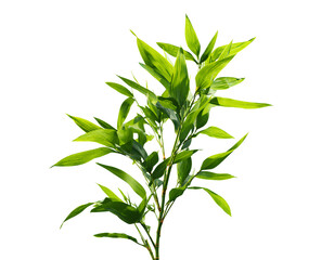 Obraz premium A single bamboo plant with green leaves isolated on a transparent background PNG