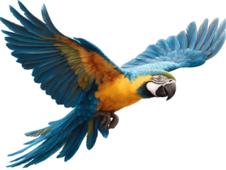 Parrot flying, transparent background PNG clipart cutout